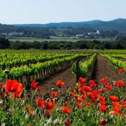 Field of Flowers in Spain