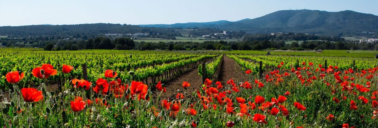 Field of Flowers in Spain